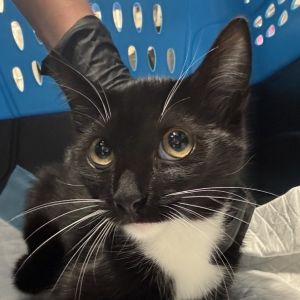 Jupiter Domestic Short Hair Cat