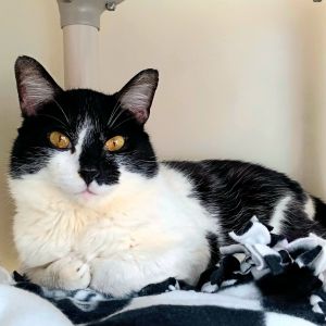 Tomas Domestic Short Hair Cat
