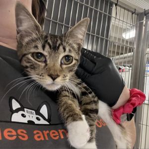 Louise Domestic Short Hair Cat