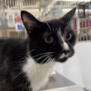 Finn Domestic Short Hair Cat