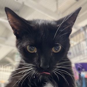 Neptune Domestic Short Hair Cat