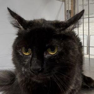 Chloe Domestic Short Hair Cat