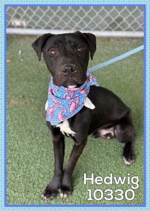 ANIMAL ID 10330 This handsome boy is Hedwig He arrived at the shelter as a lost boy on 527 and