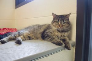 Classy, Adult Female Domestic Medium Hair