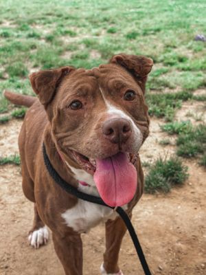 Roxy, Senior Female Mixed Breed