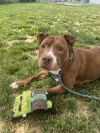 Roxy photo 3