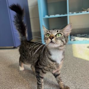 Zipper, Young Female Domestic Short Hair