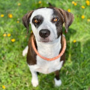 Burly, Adult Female Mixed Breed