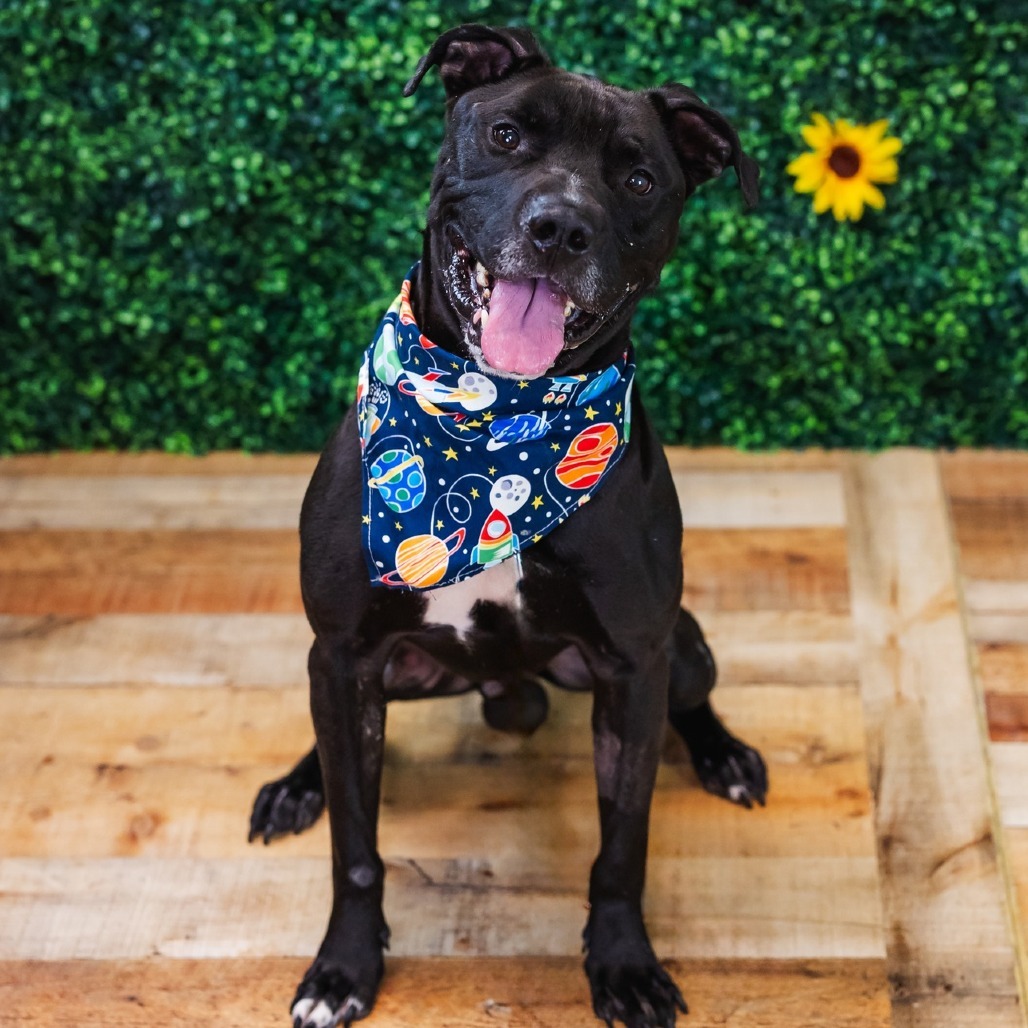 Brody ($0 June Adoption Promo)