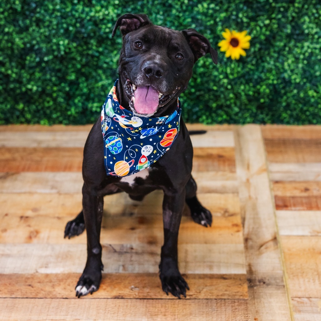 Brody ($0 June Adoption Promo)