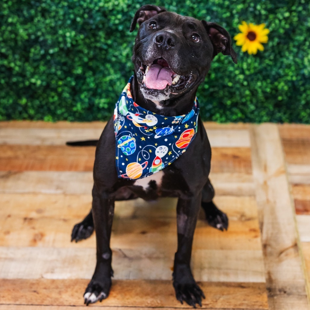 Brody ($0 June Adoption Promo)