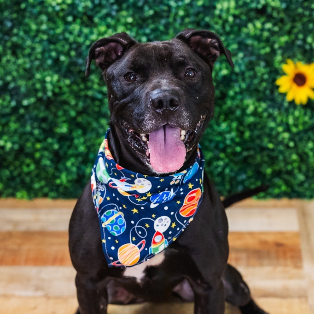 Brody ($0 June Adoption Promo)