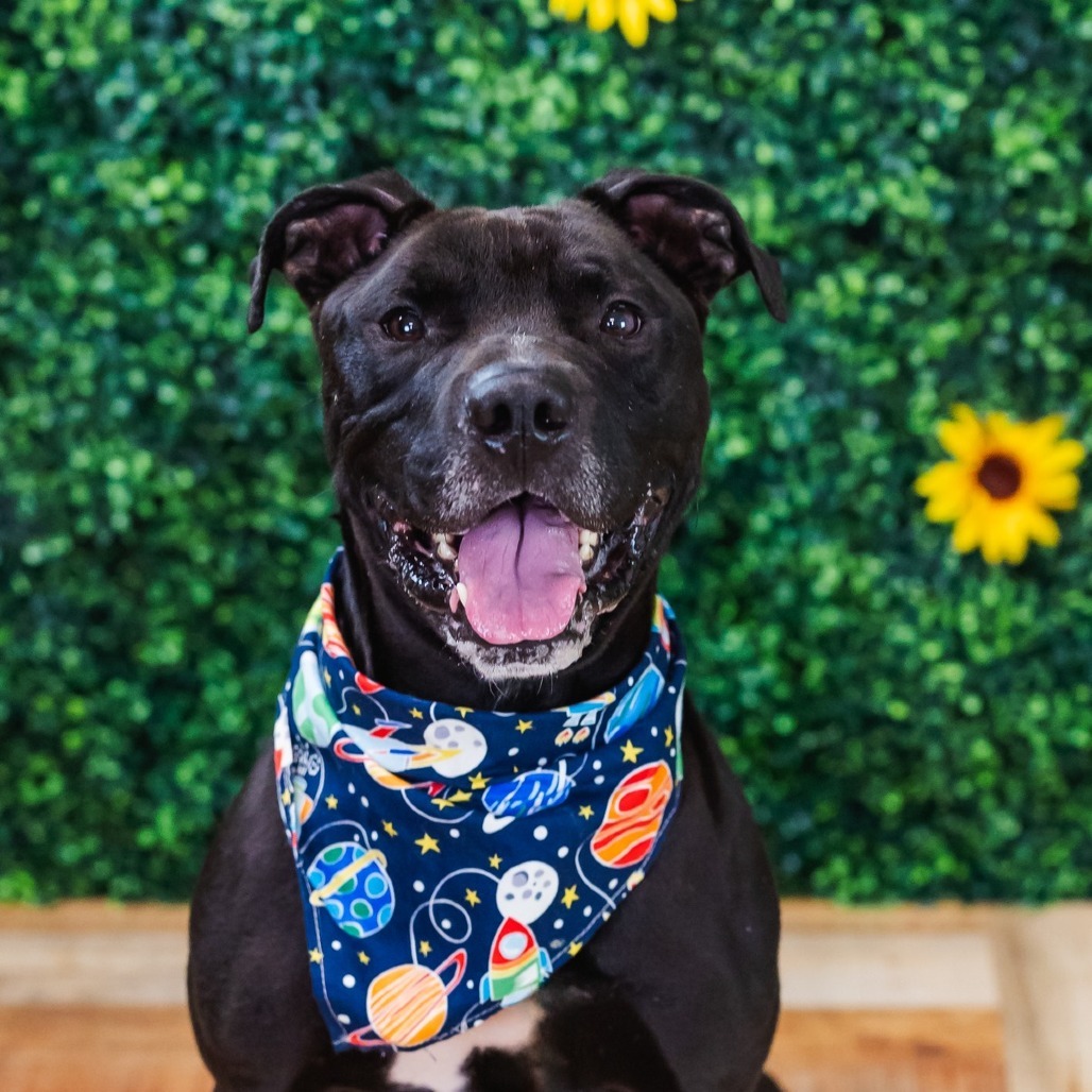 Brody ($0 June Adoption Promo)