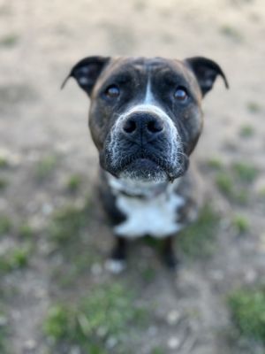 Bubbles, Adult Female Mixed Breed