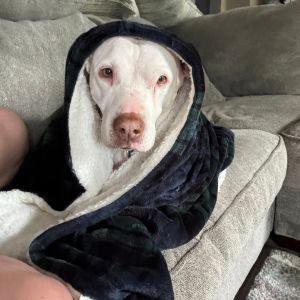 Diamond, Senior Female Pit Bull Terrier