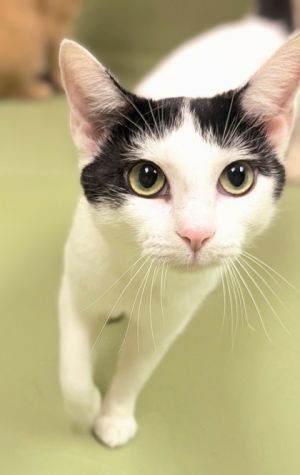 Nemona, Adult Female Domestic Short Hair