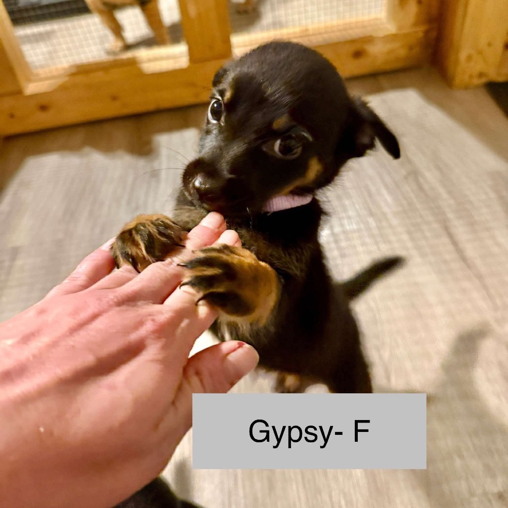 Gypsy Wanderlust