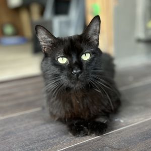 Diamond, Young Female Domestic Short Hair