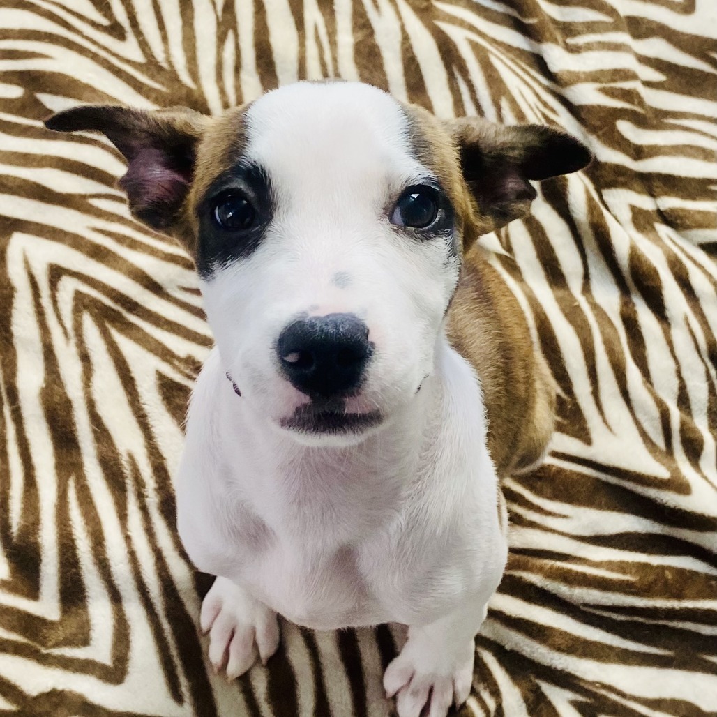 Lulu