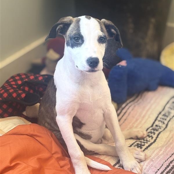 Lulu