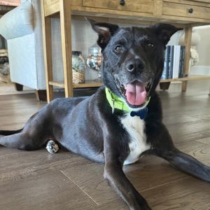 Chevy, Senior Male unknown