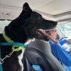 Chevy photo 5