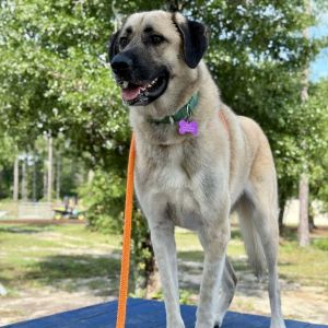 Theo, Adult Male Anatolian Shepherd