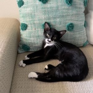 Myrtle, Baby Female Domestic Short Hair
