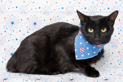 Melanie (AKA Raven), an adoptable Domestic Short Hair in Caldwell, ID, 83607 | Photo Image 1