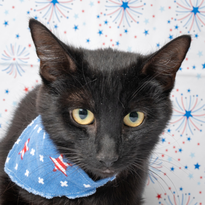 Melanie (AKA Raven), an adoptable Domestic Short Hair in Caldwell, ID, 83607 | Photo Image 2