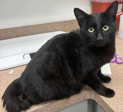 Melanie (AKA Raven), an adoptable Domestic Short Hair in Caldwell, ID, 83607 | Photo Image 3