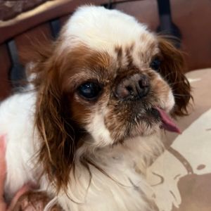 George is an older English toy spaniel who quite frankly hasnt had the best care in his life He 