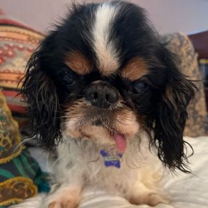 Jerry is an older English toy spaniel who quite frankly hasnt had the best care in his life He n