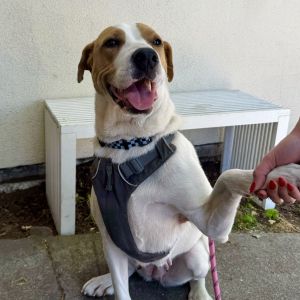 Meet Kristi Kristi is a smart affectionate dog whos looking for a calm caring home At 62 pounds