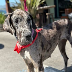 Meet Sable your new Great Dane mix best pal Sable is a big goofy girl looking for an affectionate