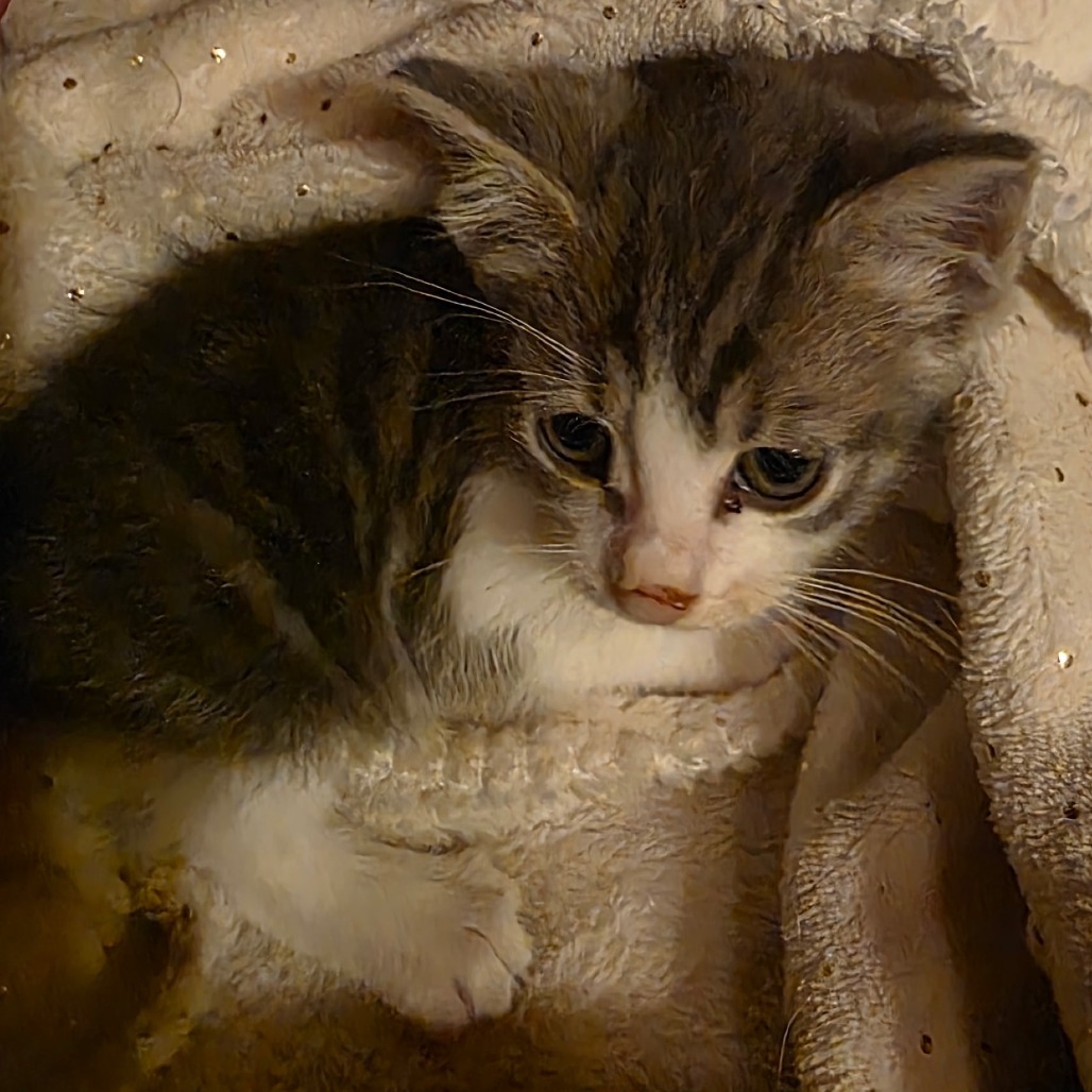 Zelda