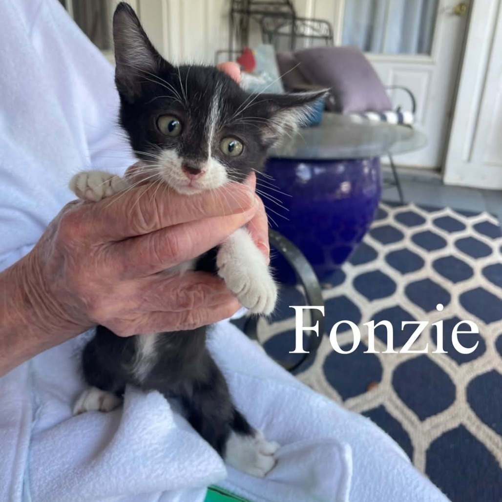 Fonzie