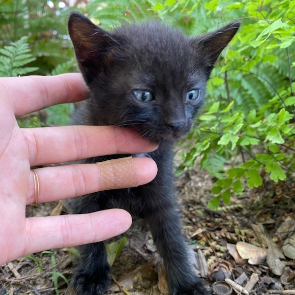 Marmalade