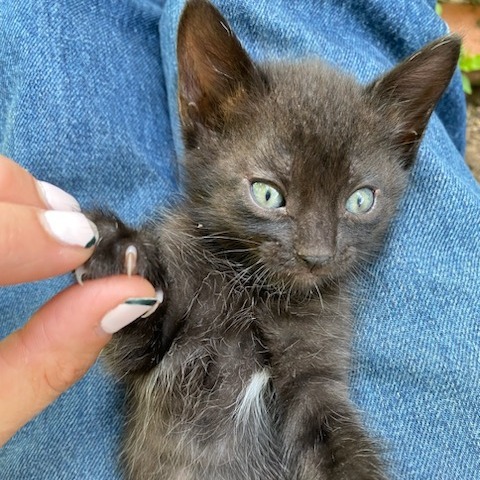 Marmalade