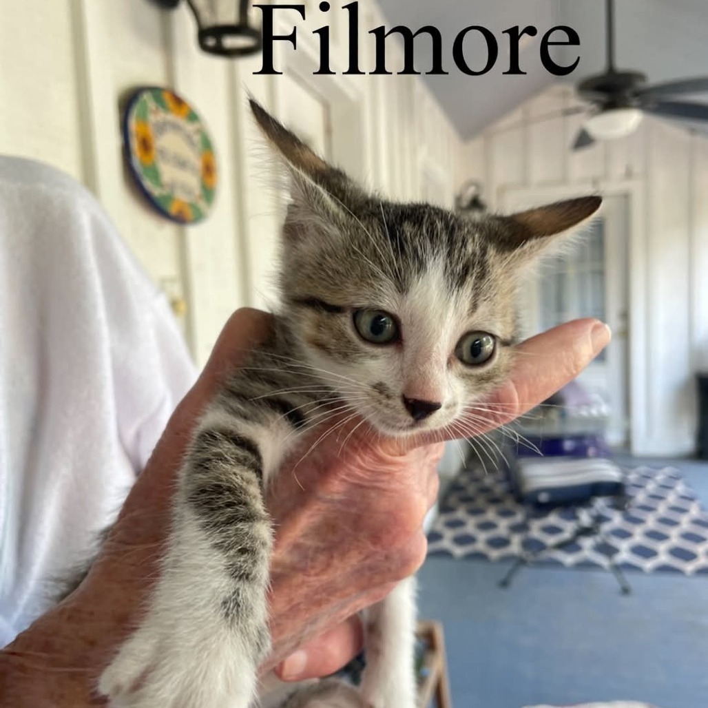 Fillmore