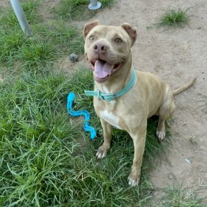 Shaelyn, Adult Female Pit Bull Terrier
