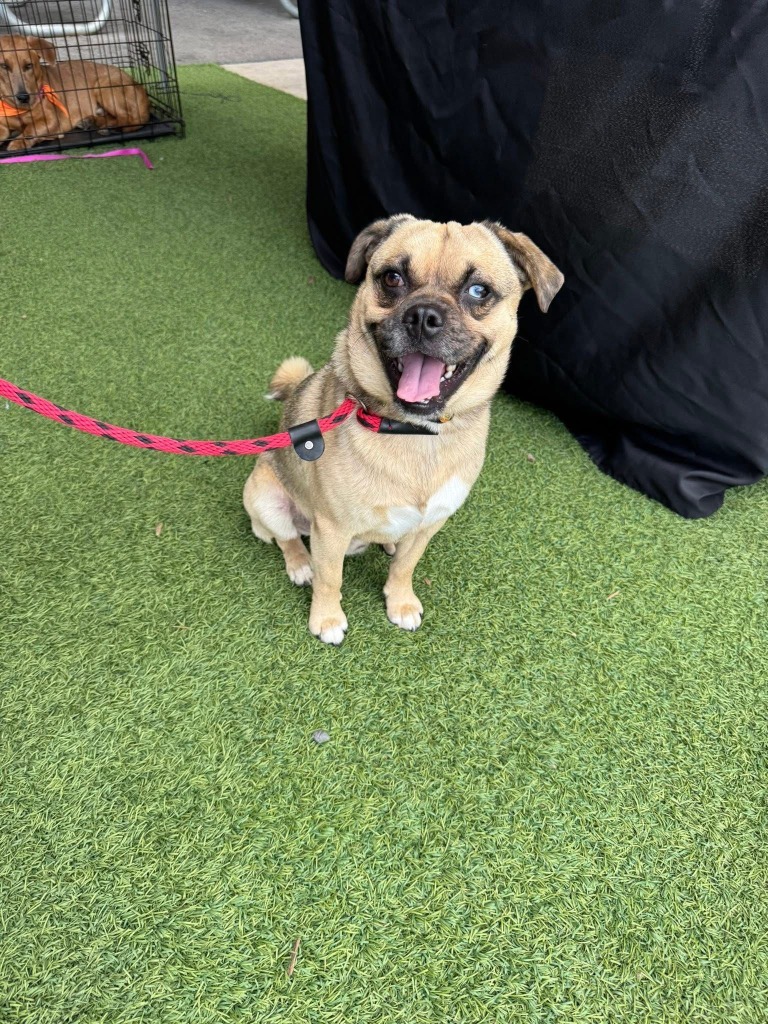 Otis