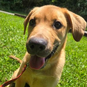 Finn, Young Male Boxer