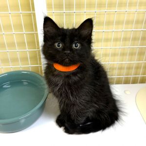 Fox Trot Domestic Long Hair Cat