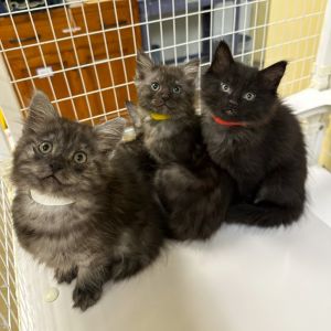 Samba Domestic Short Hair Cat