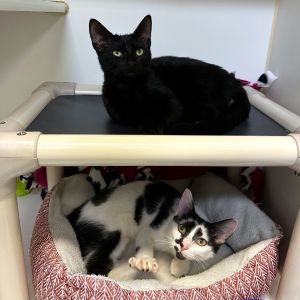 Squeaks Domestic Short Hair Cat