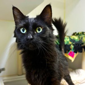 Sandy Domestic Long Hair Cat
