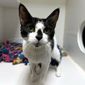 Oat Domestic Short Hair Cat