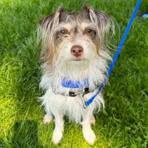 Meet Poppy This super darling and sweet terrier mix is ready for her next adventure Poppy is about