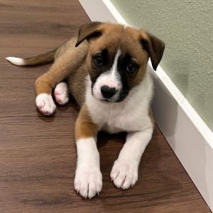 Weve got puppies These adorable 2-month-old Pit Bull mixes are ready to strike out on their own G